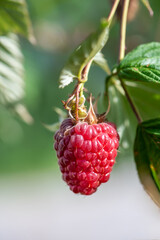 Wall Mural - Red raspberry in garden