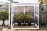 Fototapeta  - custom built green house under construction with palms and frangipani inside of it