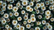 White chamomile flower pattern seamless wallpaper background