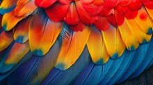 Rainbow Aviator: A Bird's Plumage Displaying A Dazzling Blue, Red, And Yellow Kaleidoscope