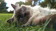 Serene feline resting in the park's soft grass - A serene moment of a beautiful Ragdoll cat with vivid blue eyes, laying on the soft grass of a tranquil park