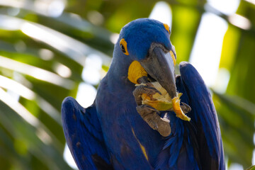 Wall Mural - blue and gold macaw