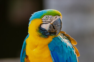 Wall Mural - blue and yellow macaw