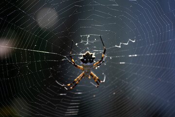 spider on web