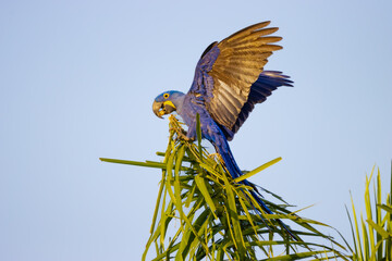 Wall Mural - blue and gold macaw