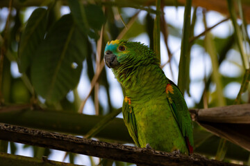 Wall Mural - green winged macaw