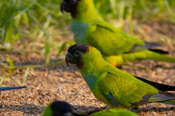 Wall Mural - nanday parakeet in the pantanal, brazil