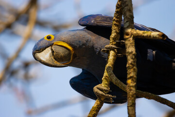 Wall Mural - blue and gold macaw