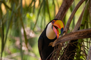 Wall Mural - toucan in the jungle
