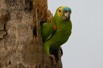 Wall Mural - green parrot on branch