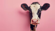  a surprised cow playfully peeks from the corner against a vibrant pink backdrop, meeting the camera's gaze with an endearing curiosity