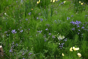 Poster - English bluebell flowers. Asparagaceae perennial bulbous plants. Hanging tubular blue flowers bloom from April to May.