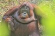 an orangutan sitting on the grass with a bored face