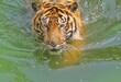A Sumatran tiger is soaking in the water and looking at the camera with a calm face