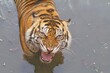 A Sumatran tiger soaks in the water and looks angrily at the camera
