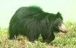 A sunbear with flowing fur walks in the grass