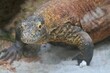 portrait of a komodo basking and looking at the camera