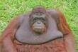 portrait of an orangutan with a sad face