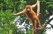 A young orangutan stands on a tree branch holding out his hand
