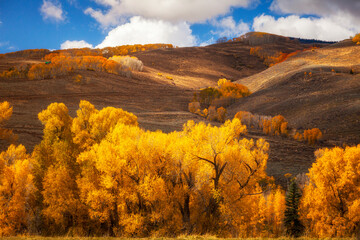 Wall Mural - Golden aspens along a Colorado at autumn