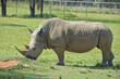 The white rhinoceros, white rhino or square-lipped rhinoceros (Ceratotherium simum in Latin) on the grass