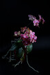 Phalaenopsis orchid brushes in pot on a dark background