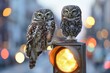 Two owl perched calmly on a traffic signal, with the glowing red light contrasting the twilight city bokeh background.
