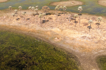 Wall Mural - An aerial impression of the Okavango Delta, Botswana, as seen from a Helicopter.