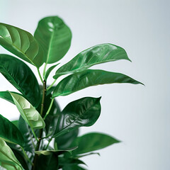 Wall Mural - close - up of lush green leaves on white plant against a white wall