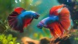 A pair of Betta fish engaged in a territorial display, with their vibrant tails flared out in a dynamic underwater duel, showcasing the natural behavior of these stunning aquatic creatures.