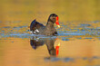 A common moorhen (Gallinula chloropus) swimming in a pond, South Africa.