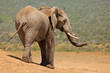 A large African bull elephant (Loxodonta africana) in natural habitat, Addo Elephant National Park, South Africa.