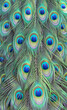 colorful of peacock feathers as background, top view