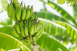 ripening bananas on a tree in banana plantation
