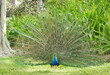 peacock with open tail feathers in a park