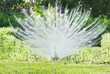 white peacock with open tail feathers in a park