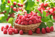 bowl of fresh raspberries on orchard background