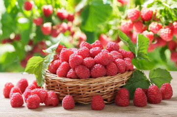 Wall Mural - bowl of fresh raspberries on orchard background