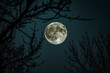 A full moon in the sky, surrounded by tree branches on a dark background