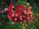 Fototapeta  - Corymbia flower