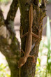 Ein madegassischer gesäumter Flachschwanzgecko an einem Baumstamm in der Draufsicht