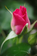ピンク色の薔薇の花びらをマクロレンズでクローズアップ撮影