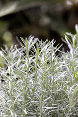 Wall Mural - Fresh Rosemary Herb grow outdoor. Rosemary leaves Close-up.