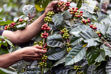 Wall Mural - coffee berries by agriculture. Coffee beans ripening on the tree in North of Thailand