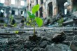 A Symbol of Hope: New Plant Sprouting in a Ruined City. Concept Nature's Resilience, Urban Regeneration, Hopeful Beginnings, Life Amongst Decay, Growth After Destruction