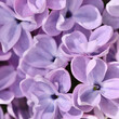 Background of blooming purple terry lilac. Soft focus