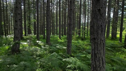 Canvas Print - Moving in summer forest. Trees with shadows and sunshine, green wood, tracking shot, 4k 