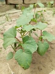 leaves on ground