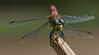 close up of a dragonfly