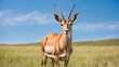 © VISHNU - Low angle view of antelope in Grass field against blue sky